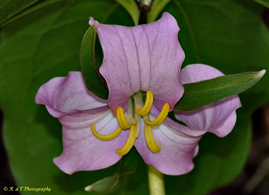 {Trillium catesbaei}